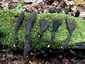 Bunkós agancsgomba (Xylaria polymorpha), Velencei-hegység
